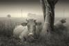 gothic wallpaper 163